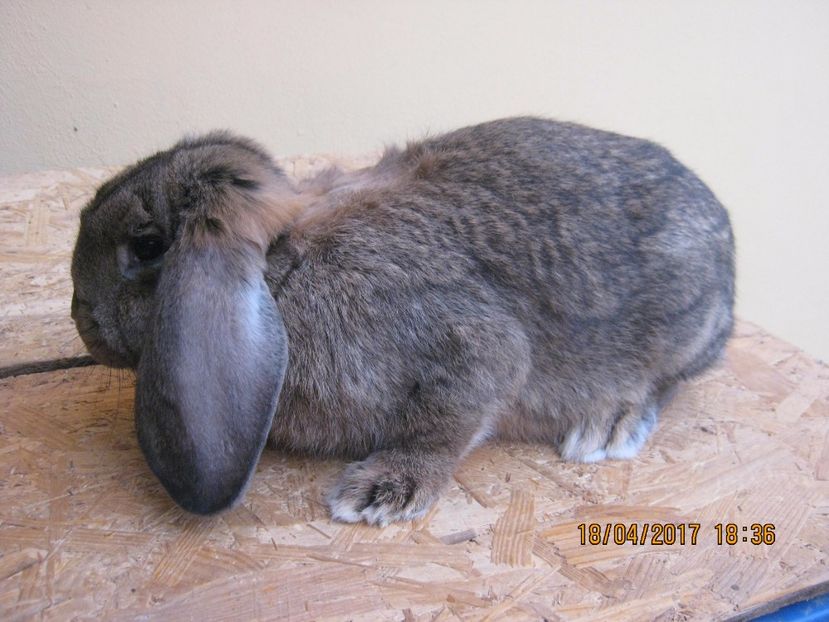  - masculi si fem berbec german de vanzare- vanduti