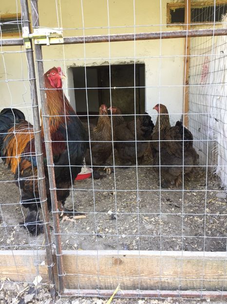  - De vanzare brahma potarnichiu familie 2017