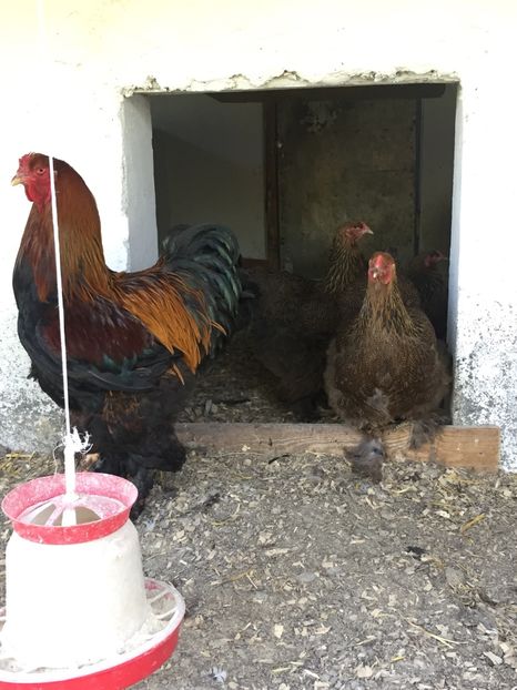  - De vanzare brahma potarnichiu familie 2017