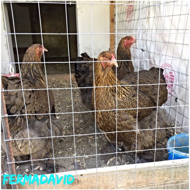  - De vanzare brahma potarnichiu familie 2017