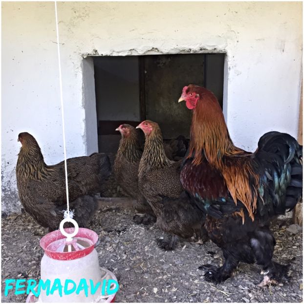  - De vanzare brahma potarnichiu familie 2017