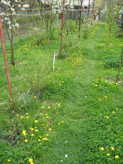 Picture 7810 - Flori de gradina 2015-2018