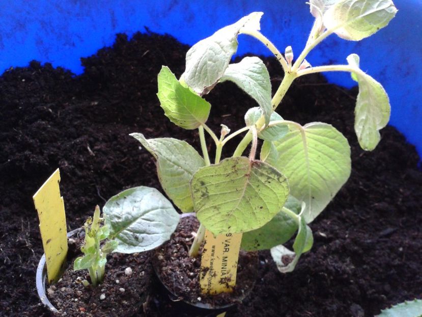 Fotografie0852_1 - hoya2 si alte plante primite