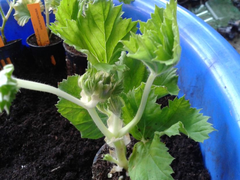 Fotografie0846 - hoya2 si alte plante primite