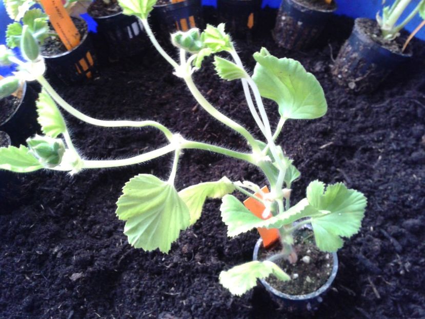 Fotografie0845_1 - hoya2 si alte plante primite