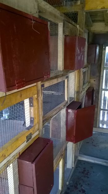  - voliera papagali interior