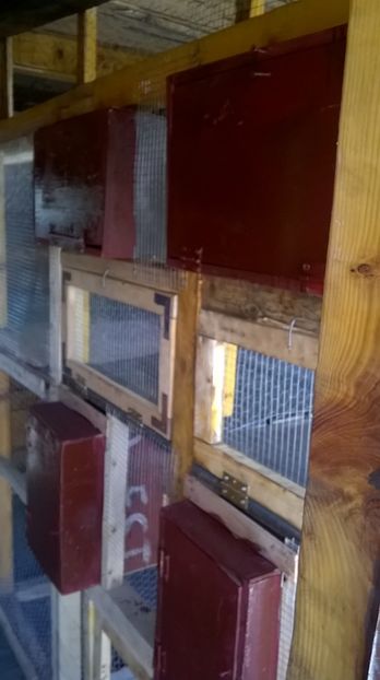  - voliera papagali interior