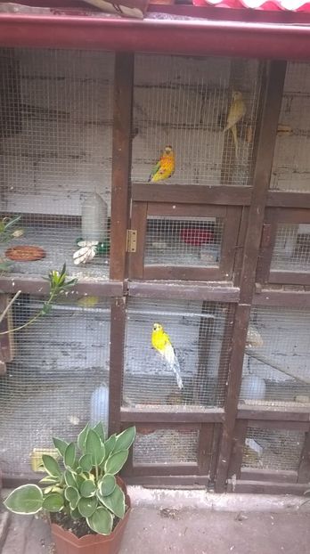  - papagali cantatori