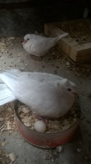  - turtutele razatoare crete