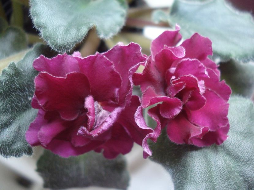  - 0 Zambetul florilor continua