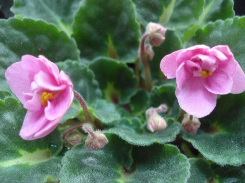  - 0 Zambetul florilor continua