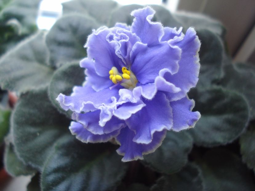  - 0 Zambetul florilor continua