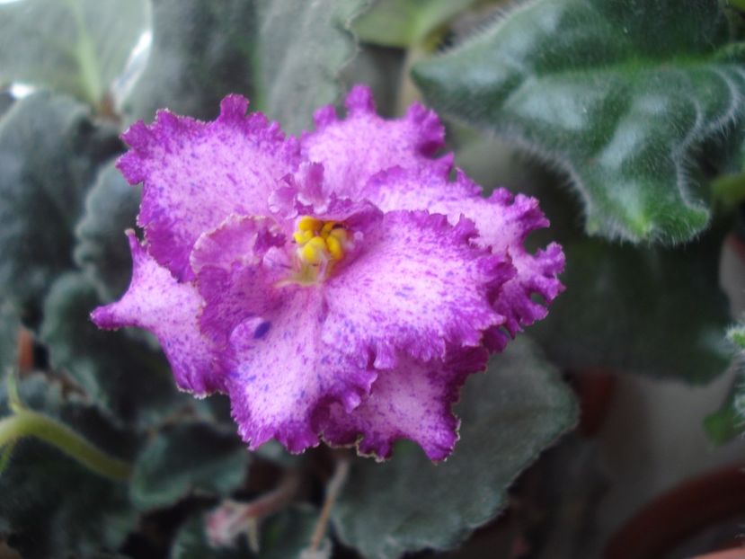  - 0 Zambetul florilor continua