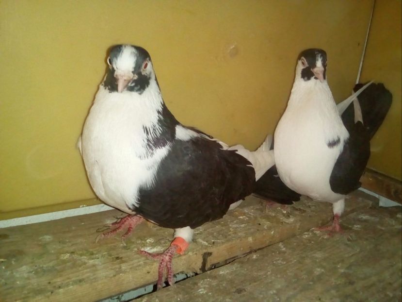 M - F - Porumbei Jucatori de Galati