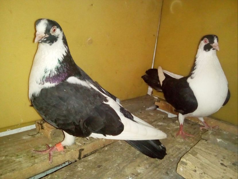  - Porumbei Jucatori de Galati