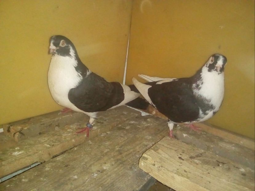 M - F - Porumbei Jucatori de Galati