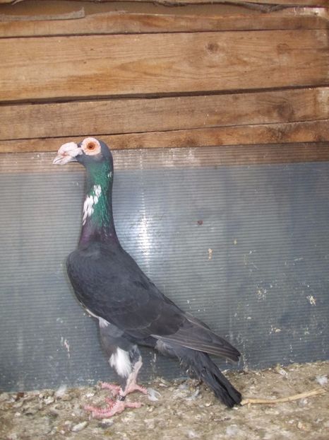 1-0.BG.2016 - INSTANTANEE KARRIER