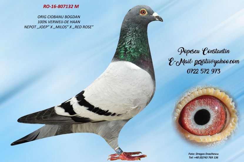 RO-16-807132 M - Perechea nr 1