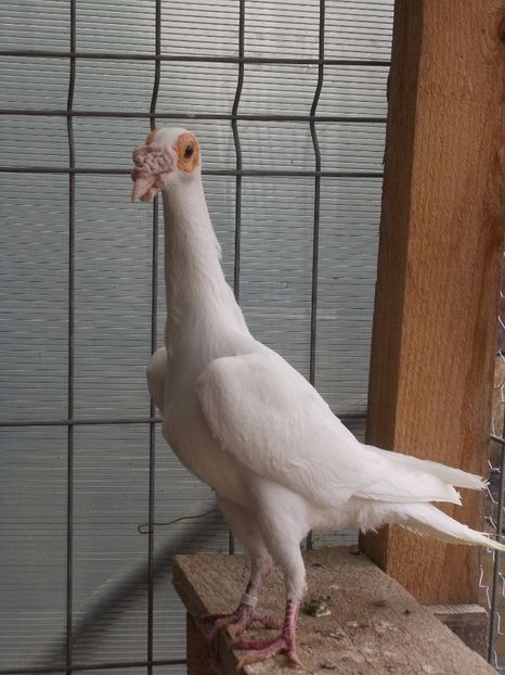 BG.0-1 .2015 - INSTANTANEE KARRIER