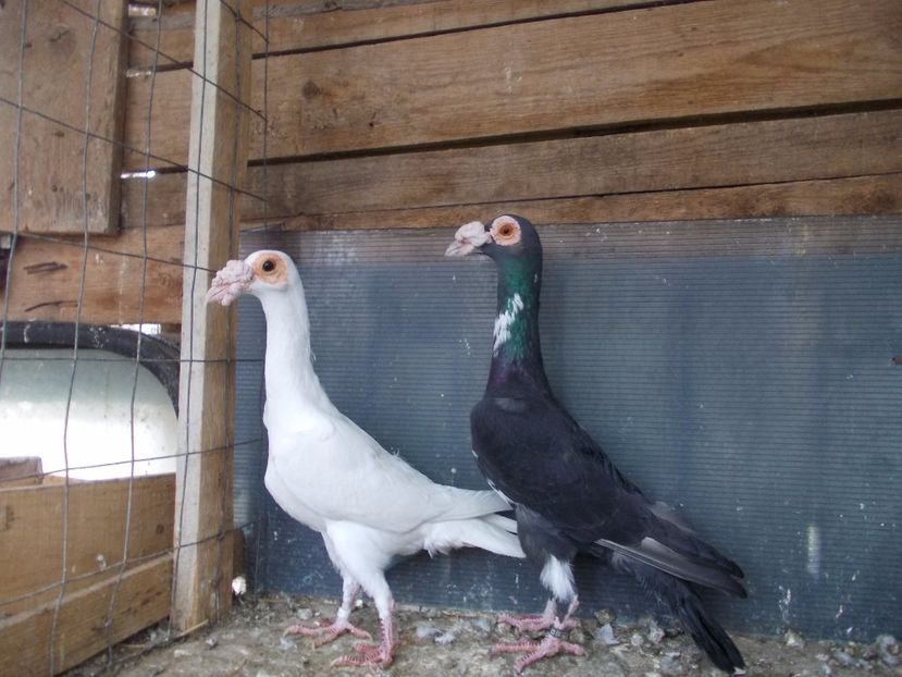 PERECHE.BG - INSTANTANEE KARRIER