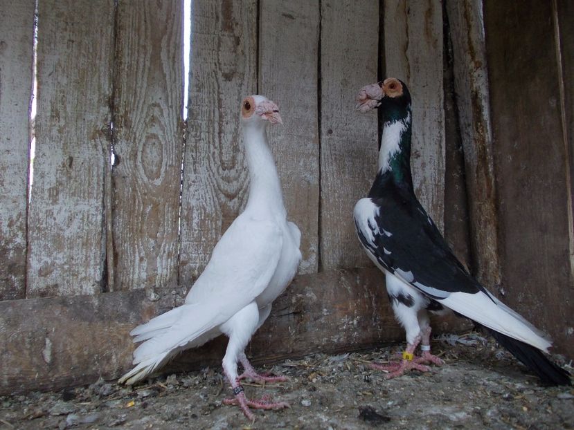 BG-HU (2) - INSTANTANEE KARRIER