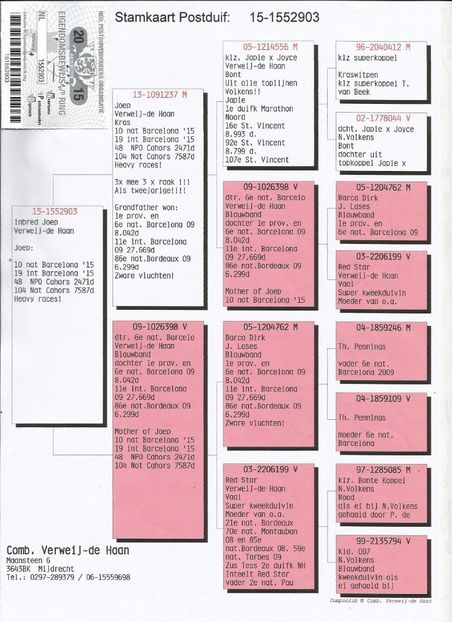 FIU JOEP - Perechea nr 1