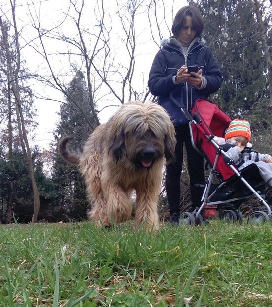 Ciobanesc de Brie BRIARD - BRIARD Ciobanesc de BRIE