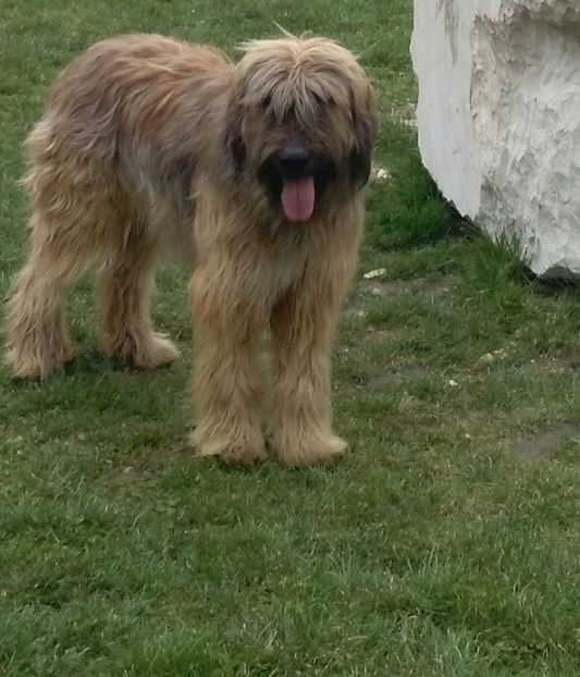 Ciobanesc de brie BRIARD - BRIARD Ciobanesc de BRIE