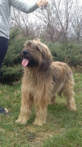 Ciobanesc de Brie BRIARD - BRIARD Ciobanesc de BRIE