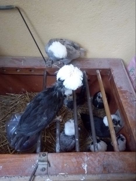  - pasari SI PORUMBEI