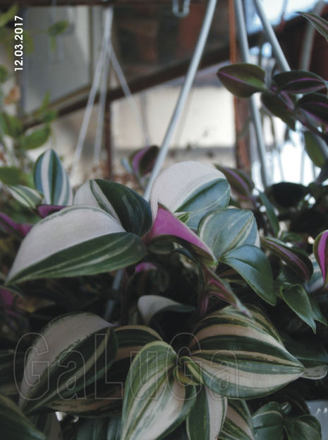 Tradescantia Fluminensis Tricolor Rose - Fluminensis Tricolor Rose