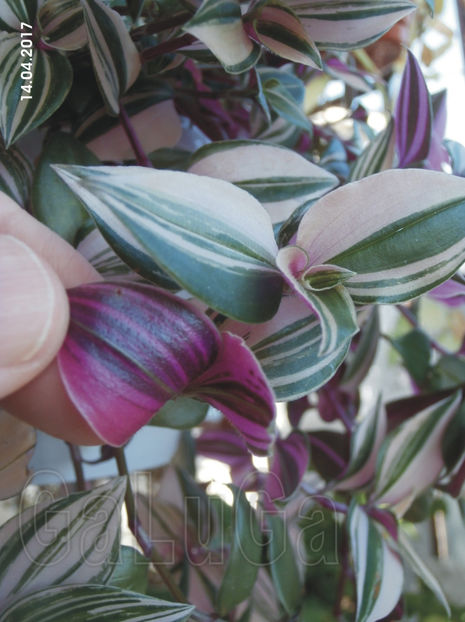 Tradescantia Fluminensis Tricolor Rose - Fluminensis Tricolor Rose