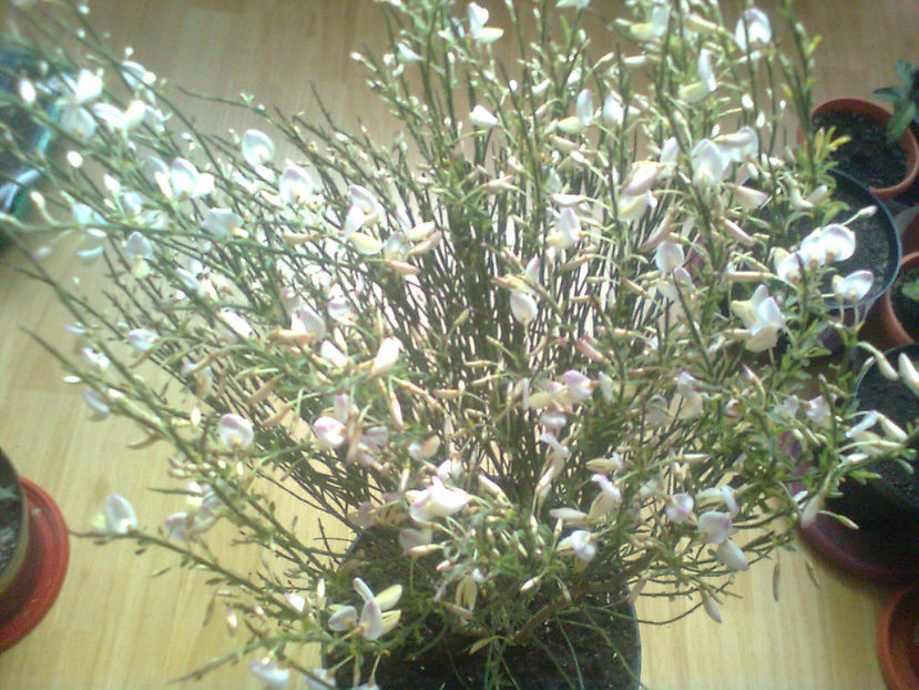 Cytisus zeelandia - DORINTE IMPLINITE