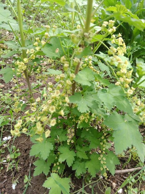  - Arbusti fructiferi