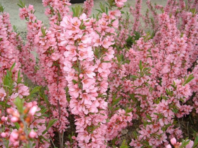 Prunus-tenella-kati - DORINTE  - PLANTE SI ARBUSTI 2017