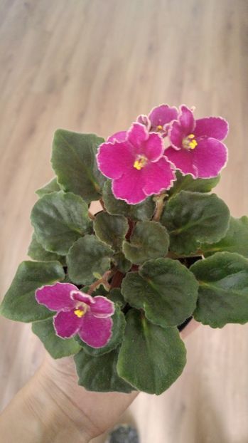 20170417_160841_HDR - 1 - Violete Comune