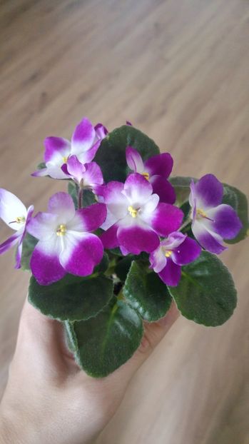 20170417_160817_HDR - 1 - Violete Comune