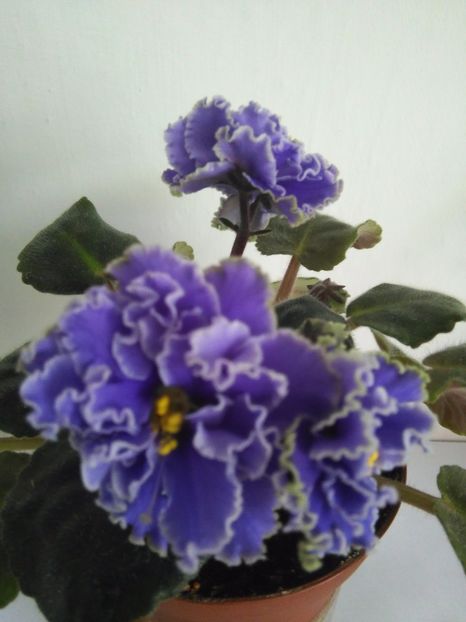 Ruffled Skies - 1-A-Violete 2017