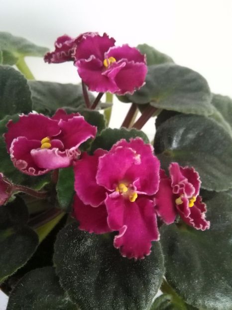 Newtoun Ohio - 1-A-Violete 2017