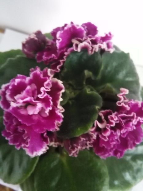 Ness Cranberry Lace - 1-A-Violete 2017