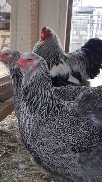 peter bacso - HU - BRAHMA CLUB ROMANIA Facebook