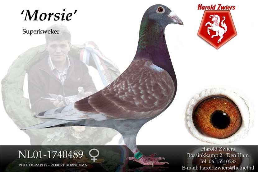 NL01-1740489Morsie - Perechea nr 10