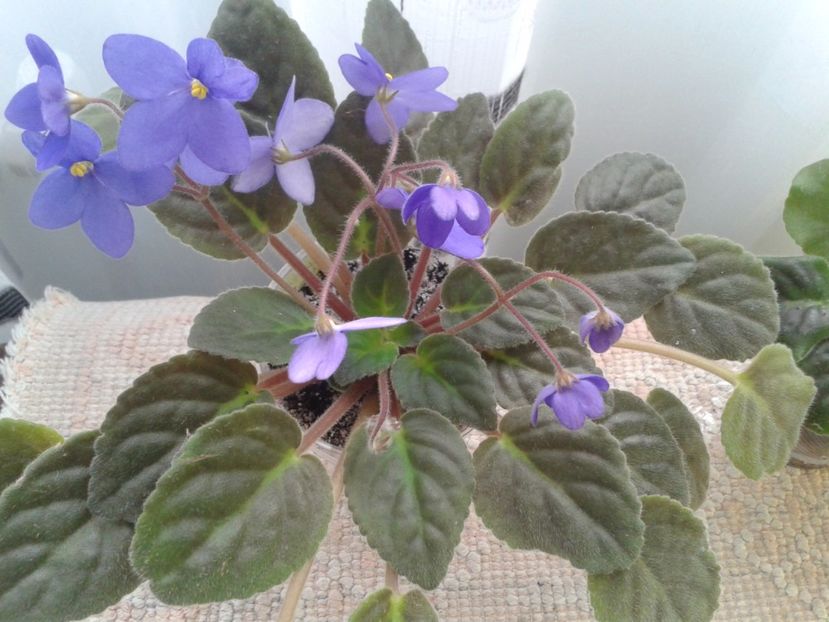 15 apr - ZZ Ionantha