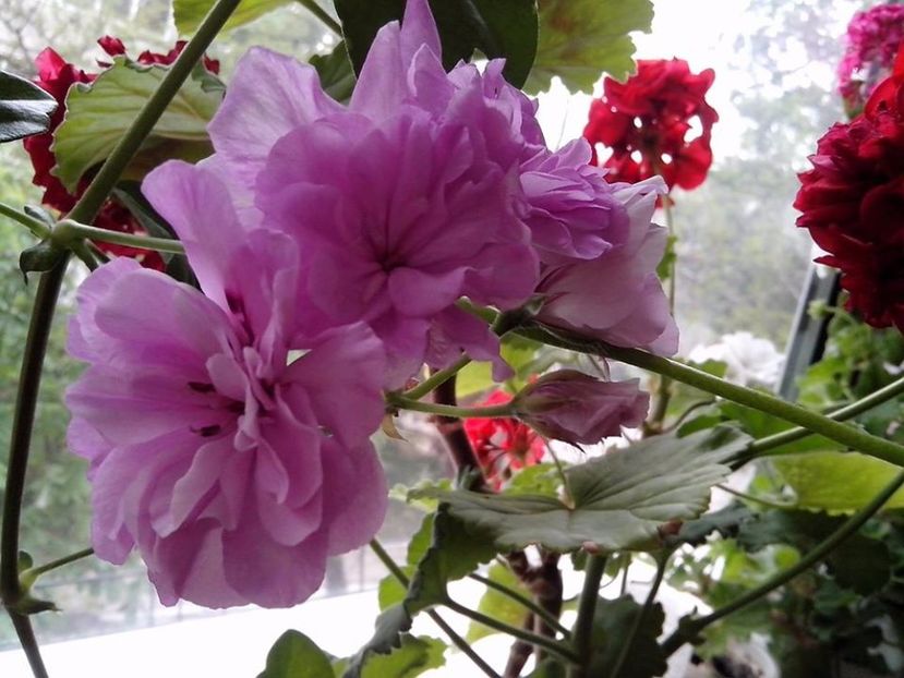 Liliac Rose - Flori 2017