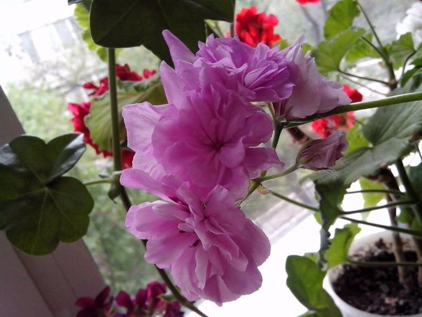 Liliac Rose - Flori 2017