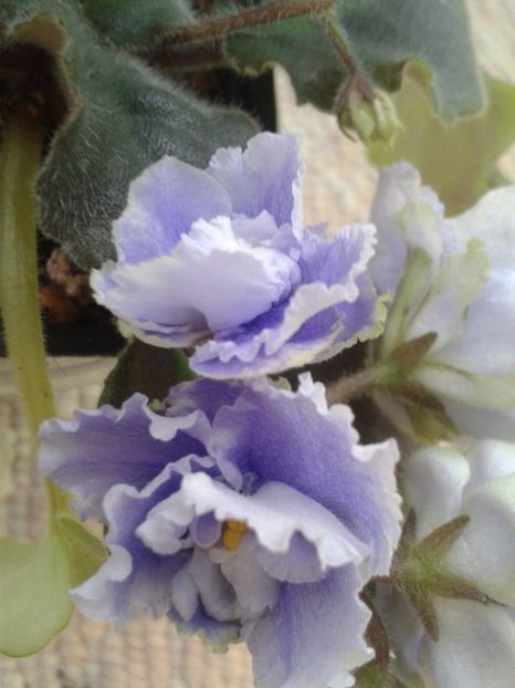 15 apr - ZZ LE Fleur