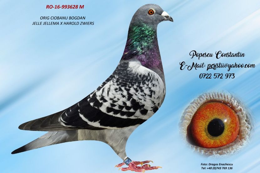 RO-16-993628 M - Perechea nr 13