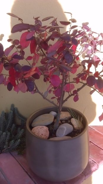 Loropetalum chinensis (Fringe flowers) - Bonsai si prebonsai 2016-2017