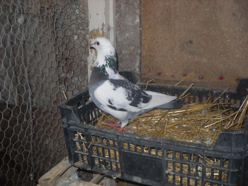 F.2015 - PORUMBEI VANDUTI