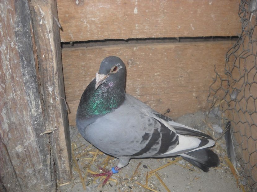M.2014 x - PORUMBEI VANDUTI